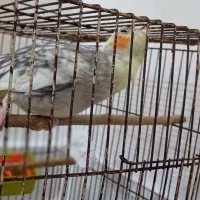 عروس هلندی مولد نژاد ترکیبی و فوق العاده