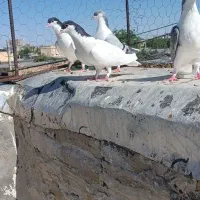 کبوتر|پرنده|خرمدشت, |دیوار