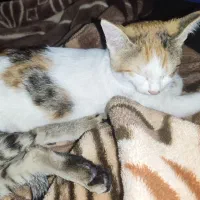 واگذاری رایگان گربه|گربه|شیراز, شهرک مهدیآباد|دیوار