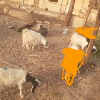 سه عدد بزغاله سبک وزن