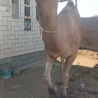 شتر نر محلی مخصوص داشت|حیوانات مزرعه|تخت, |دیوار