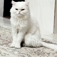 گربه پرشین|گربه|کرمانشاه, |دیوار