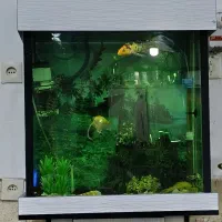 آکواریوم با لوازم و ماهی