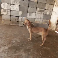 سگ ریز|سگ|برازجان, |دیوار