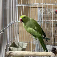 طوطی ملنگو