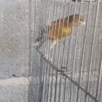 یک جفت قناری رسمی بلند (نر مست)|پرنده|بروجرد, |دیوار