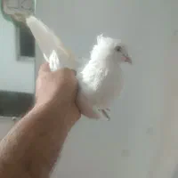 کفترجفت نروماده سفید چشم سفید|پرنده|قرچک, زیبا شهر|دیوار