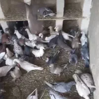 پلاکی، دورگ|پرنده|مبارکه, |دیوار