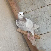 کبوترخارجی