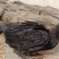 جوجه‌مرغ