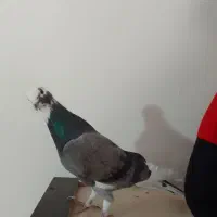 کفتر ساعتی پرش بالا|پرنده|تهران, مشیریه|دیوار