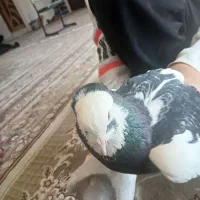 کبوتر خوب یکی سفید اشانتیون زاغ سینی آلمانی نوکریز