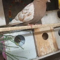 نرسینه‌زردکاکلی