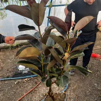 فیکوس جعبه انواع نژاد