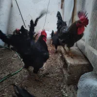 زیبا جوان سالم