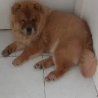 سگ چاوچاو ماده|سگ|تهران, باغ فیض|دیوار