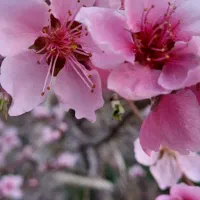 فروش زمین دیم ۱۸جریبی به صورت یکجا