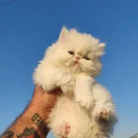 پرشین وارداتی 3ماه چمپبون کدA