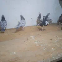 دسته سرور و پشتی بی نظیر|پرنده|شیراز, شهرک گلستان|دیوار