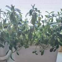 گل طبیعی|گل و گیاه طبیعی|سنقر, |دیوار