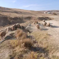21 عدد میش و بره