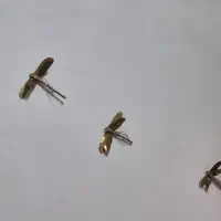 سنجاقک برنز