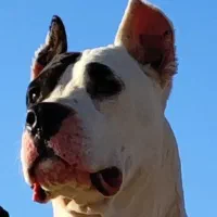 دوگو نر و ماده     نر یک و نیم ساله  ماده ۳ساله.