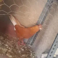 کبوتر سرخ دمسفید