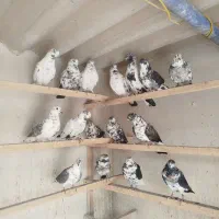 کفتر اصیل کاشان