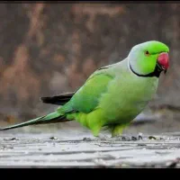 طوطی سخنگو