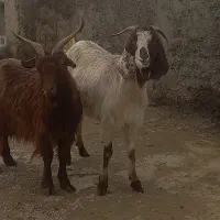 بز  میش  بزغاله