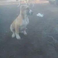 توله ماده ذات دار