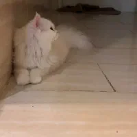 گربه پرشین۷ ماهه با ۳ مدل رنگ