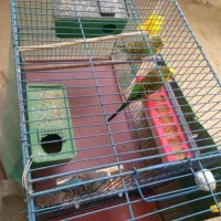 مرغ عشق گورک