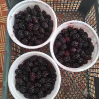 شاتوت