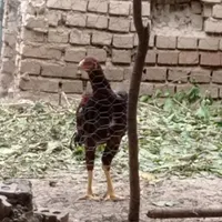 جوجه خروس صابونی تاج مهر|حیوانات مزرعه|مینودشت, |دیوار