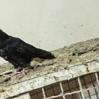 زاغ وسرخ|پرنده|مسجد سلیمان, |دیوار