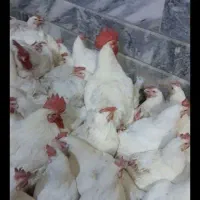 مرغ زنده مرغ خروس برای خون جوجه محلی