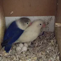 طوطی برزیلی روی تخم