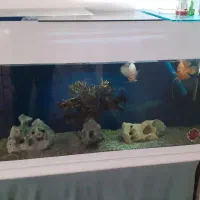 اکواریوم شیشه خم با لوازم وماهی