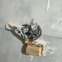 کبوتر|پرنده|دزفول, |دیوار