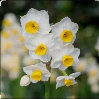 گل نرگس شیراز