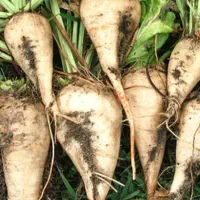 فروش حدود یک تن چقندرسفید