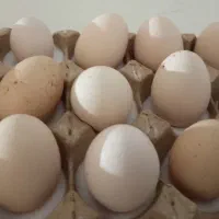 تخم مرغ لاری اصل