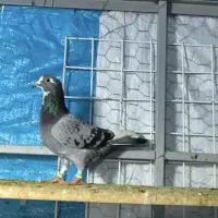 قره کرمونی نر