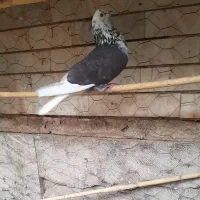 کبوتر طوقی ،کبوتر شازده ای ،دمسفمید کبوتر ،کبوتر