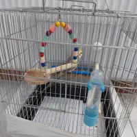 عروس هلندی|پرنده|اصفهان, باغ کاران|دیوار