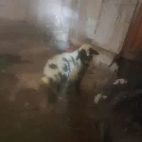 بره ماده سر حال اوکی