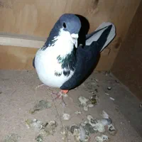 خوشرنگ سیاه