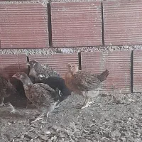 جوجه محلی|حیوانات مزرعه|قائم‌شهر, |دیوار
